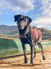 Black Labrador dog portrait outdoors. Art Print